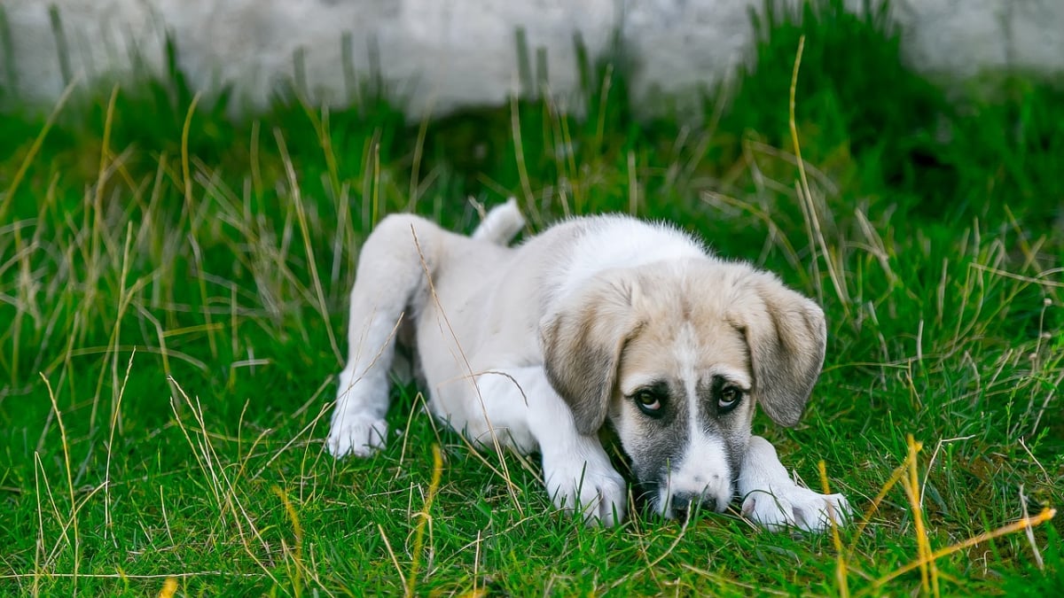 Illustration : "8 raisons expliquant le manque d'appétit de votre chien"