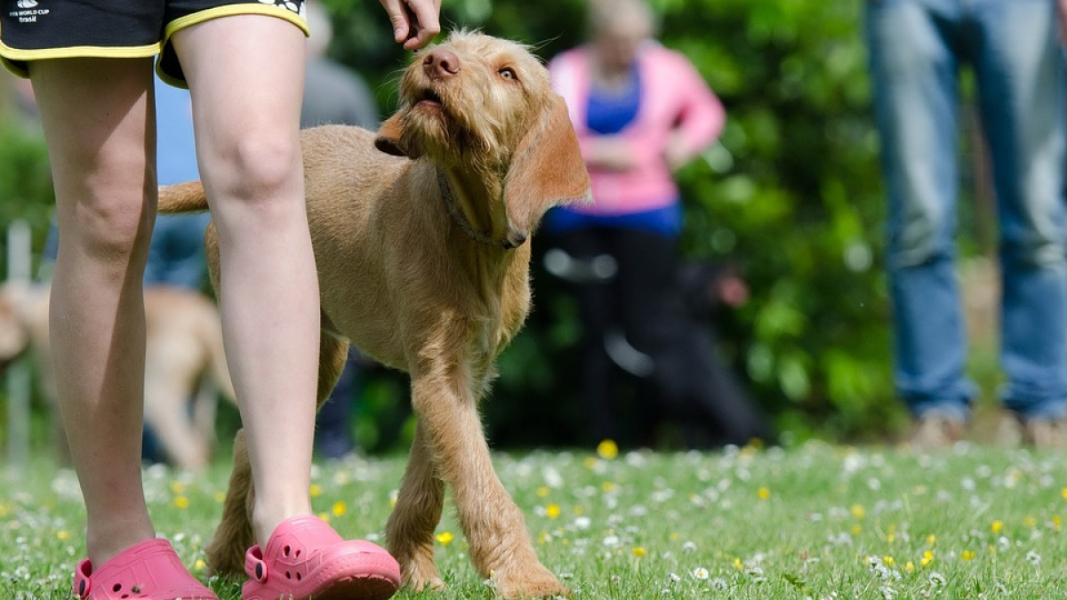 Illustration : "10 conseils pour éduquer votre chien comme un professionnel"