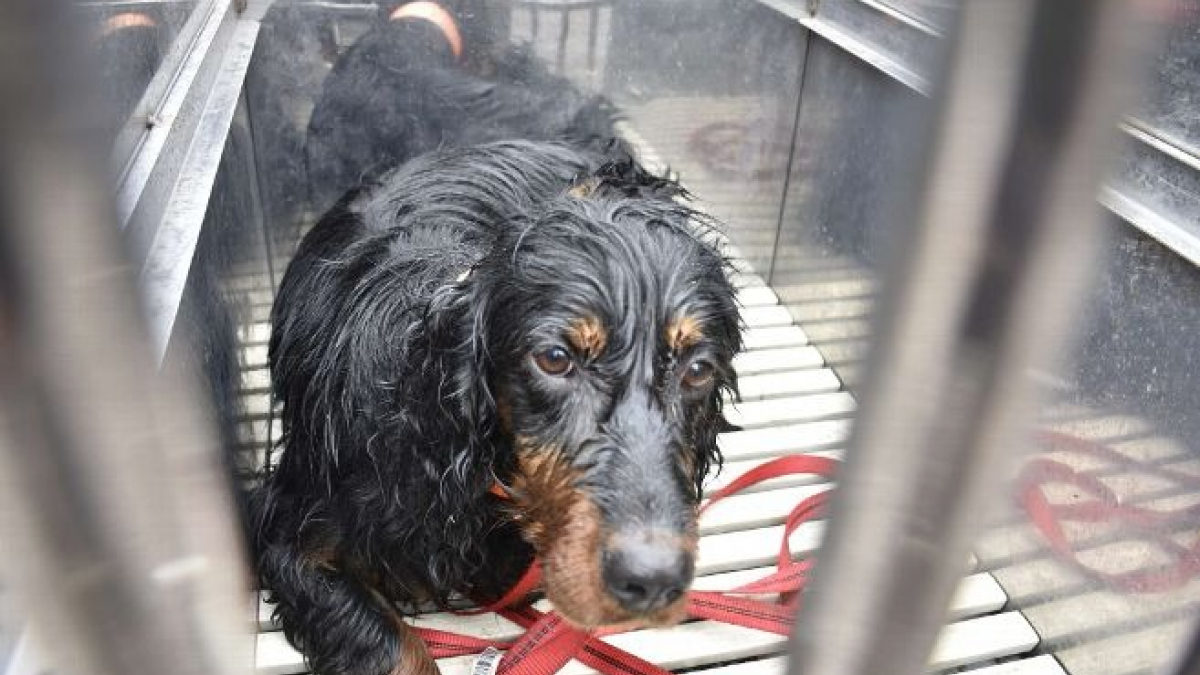 Illustration : "Un pompier sauve un chien pris au piège dans un bassin de rétention d'eau"