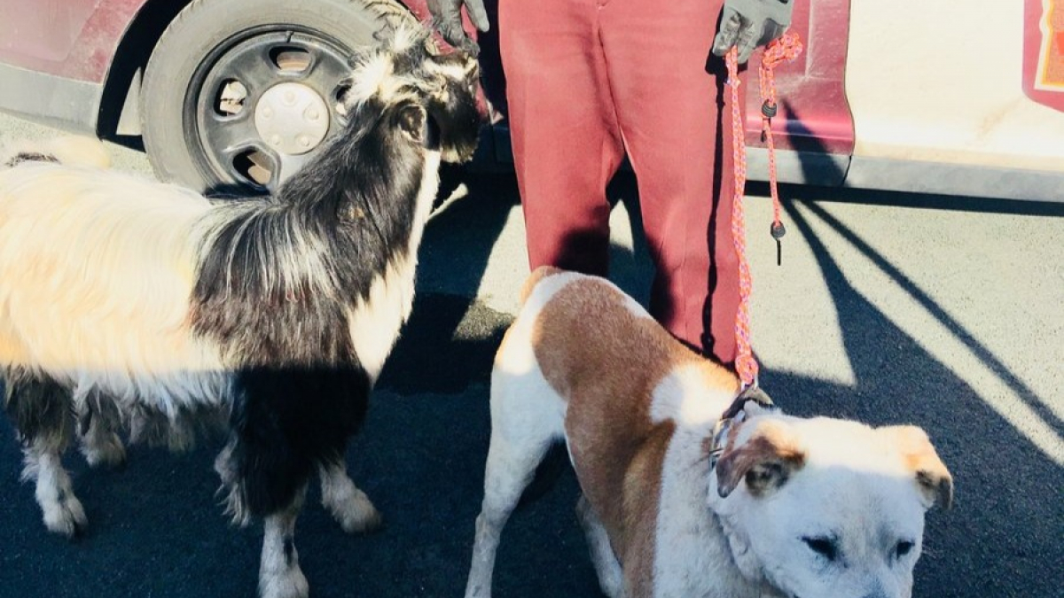 Illustration : "Un chien et une chèvre fuguent sur une autoroute. Les automobilistes, aidés par la police, tentent de les aider !"