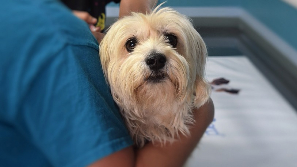 Illustration : "Des vétérinaires démentent un possible lien entre les vaccins et l’autisme chez le chien !"