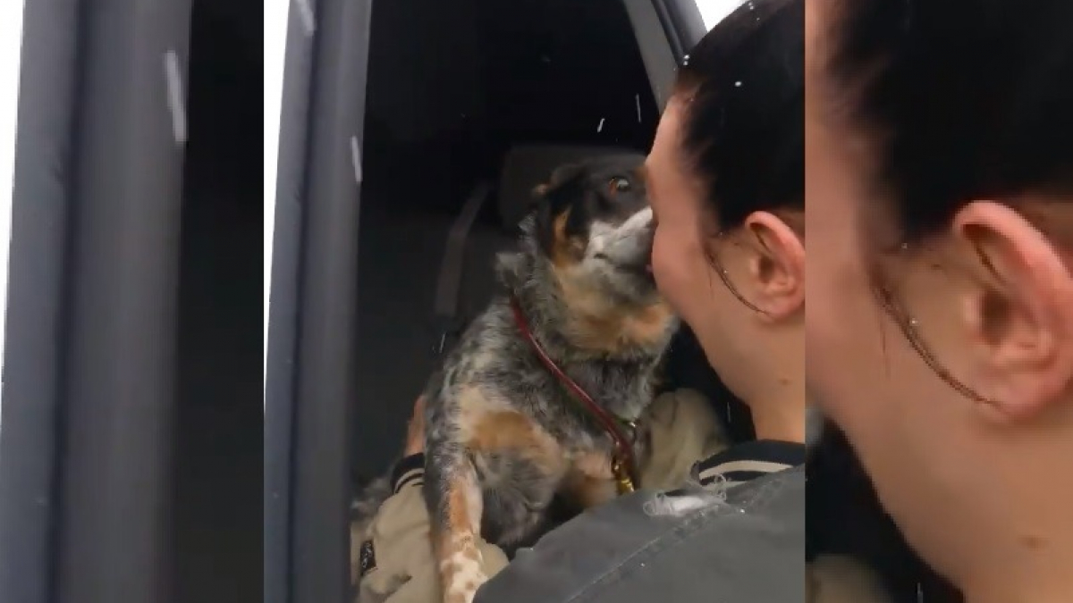 Illustration : "Retrouvailles entre un chien et sa maîtresse, une semaine après s'être fait percutés par un poids lourd (Vidéo)"