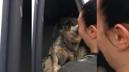 Illustration : Retrouvailles entre un chien et sa maîtresse, une semaine après s'être fait percutés par un poids lourd (Vidéo)