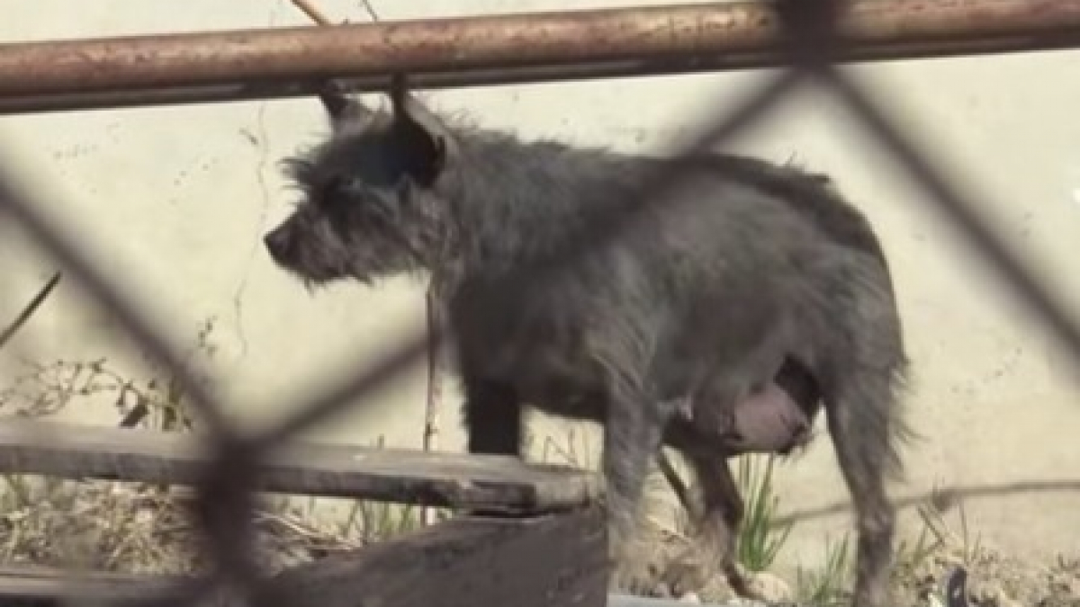 Illustration : "Après plusieurs heures de labeur, deux bénévoles sauvent une famille de chien errants (Vidéo)"