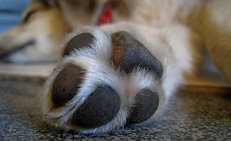 13 Faits Interessants Concernant Les Pattes De Votre Chien