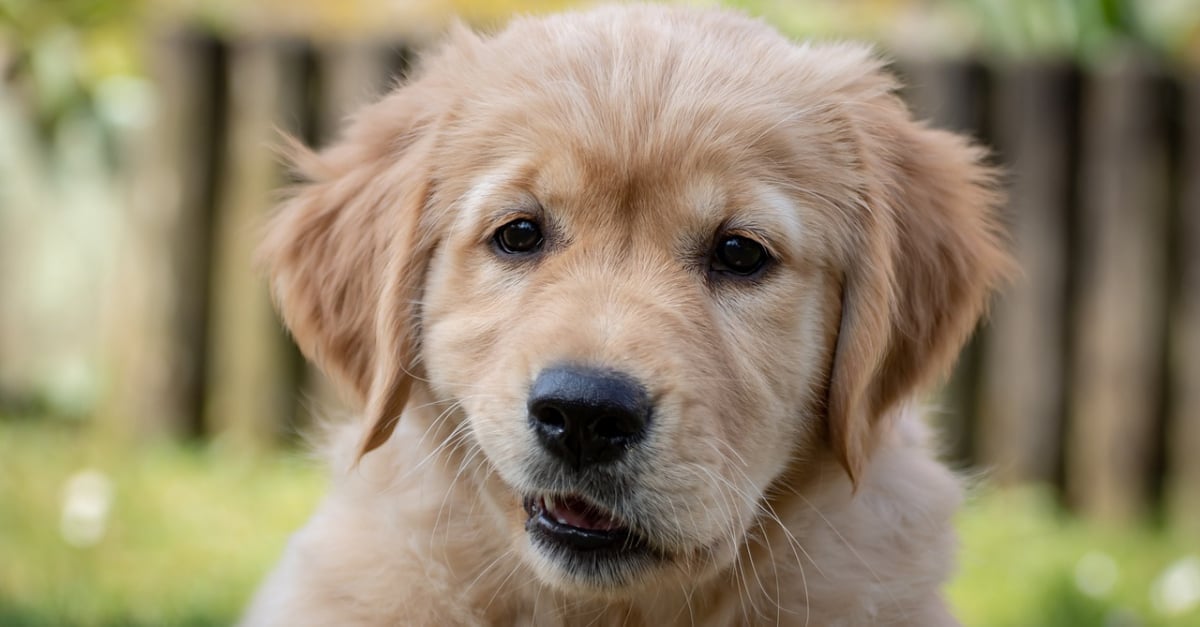 Connaitre La Race De Son Chien 10 races de chiens qui ont la réputation d'être très sociables