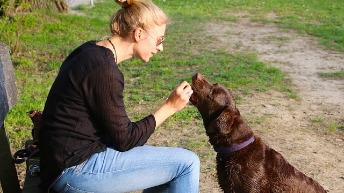 Illustration : "4 façons d'exprimer votre amour à votre chien"