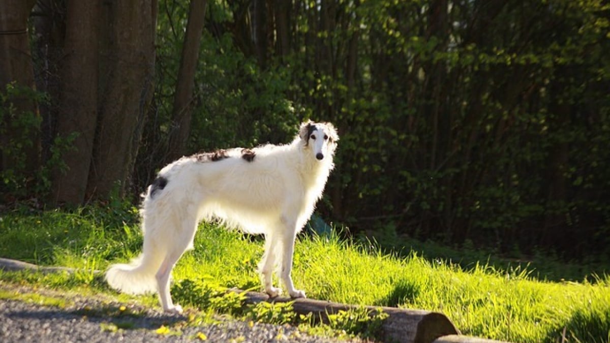 Races de chiens moyens : 20 compagnons que vous allez adorer !