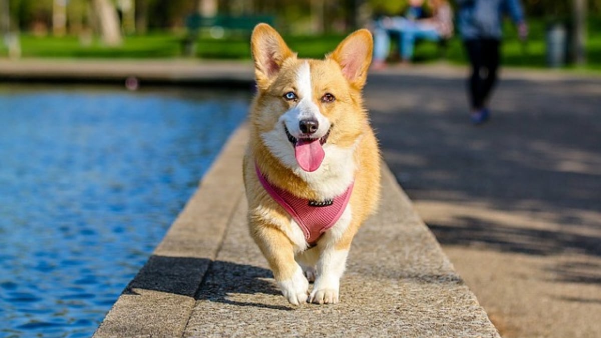 Illustration : "Top 10 des races de chiens qui nécessitent le moins de soins"
