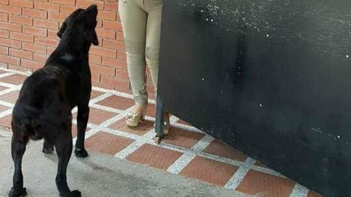 Illustration : "Dans cet établissement, comme les élèves, ce chien a pris l'habitude de