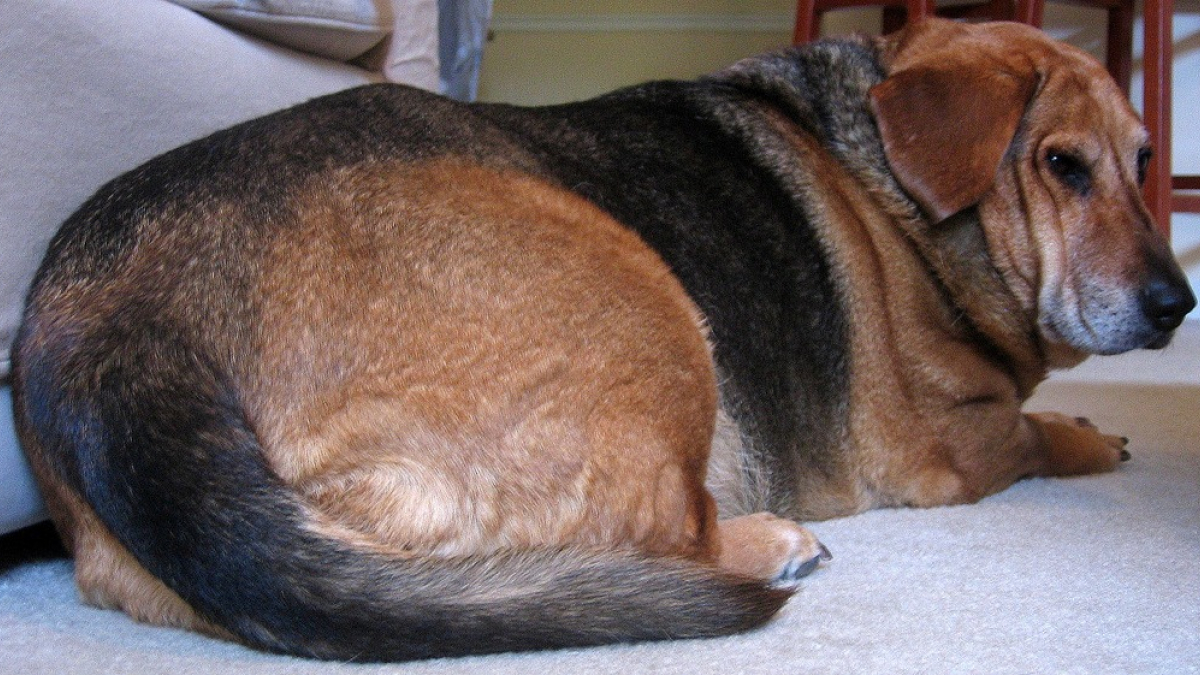 Illustration : "L'obésité gagne du terrain chez les chiens"