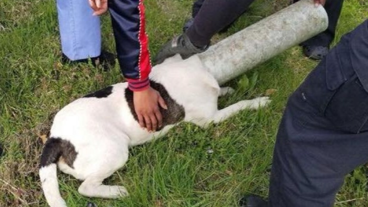 Illustration : "La tête coincée dans un tuyau, ce chien a non seulement été sauvé, mais il a en plus trouvé une famille"