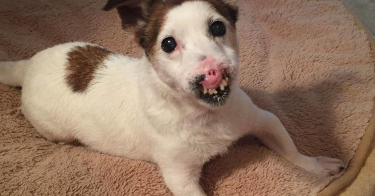 Depuis son sauvetage, ce chien abandonné au physique
