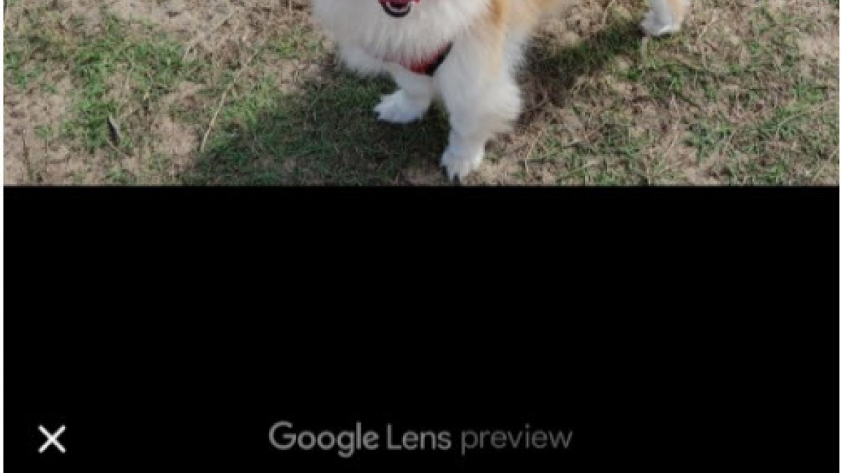 Illustration : "Identifier la race de son chien en le photographiant, ce que propose une nouvelle application Google ! "