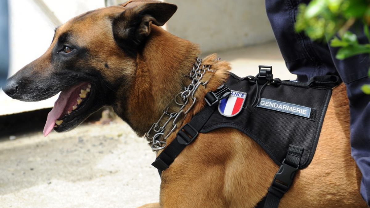 Illustration : "Un adolescent en fugue retrouvé grâce au chien des gendarmes"