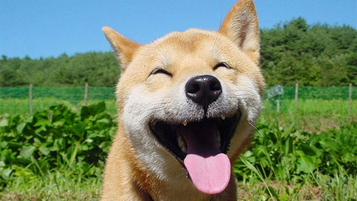 Illustration : "14 photos qui prouvent que le Shiba Inu est un chien à la joie contagieuse"