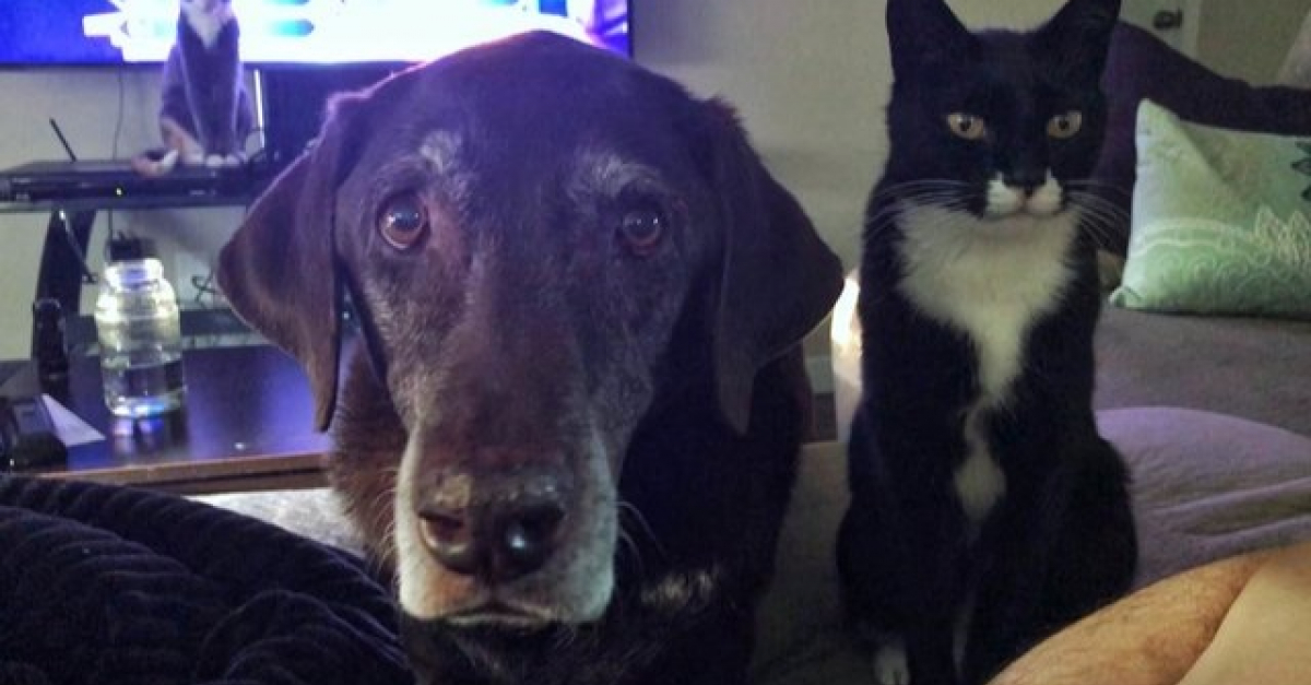 Après 13 ans de cohabitation, un chien et un chat