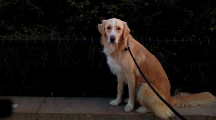 Illustration : Victime d'un accident de voiture, une chienne est introuvable depuis 6 mois