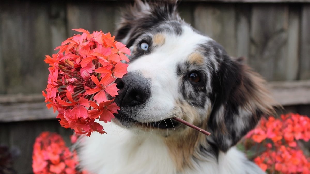 Illustration : "7 conseils pour protéger plantes et jardins de votre chien cet été "