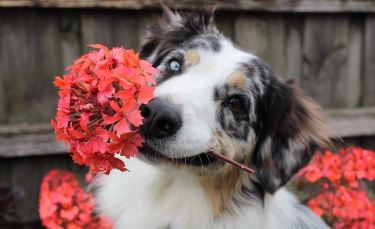 Illustration : "7 conseils pour protéger plantes et jardins de votre chien cet été "