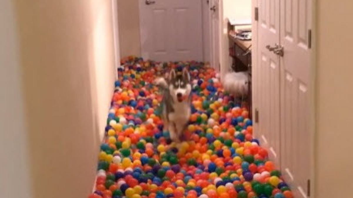 Illustration : "Pour son chien, il transforme son couloir en piscine à balles ! (Vidéo)"