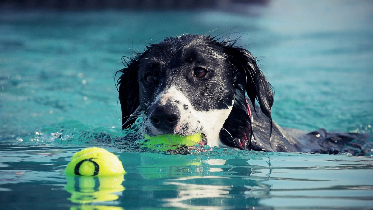 Illustration : "En proie à la noyade, un chien sauvé par... Un autre chien ! (Vidéo)"