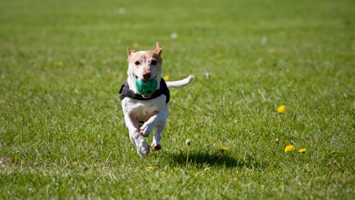 Illustration : "5 activités parfaites pour faire du sport avec votre chien cet été ! "