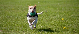 Illustration : "5 activités parfaites pour faire du sport avec votre chien cet été ! "