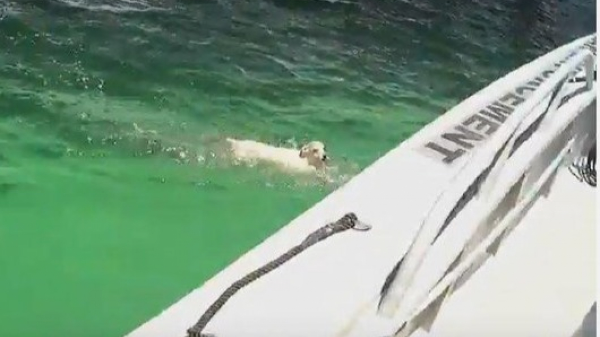 Illustration : "Ce qu'il prend pour un animal marin est, en fait, un chien au bord de la noyade (Vidéo)"