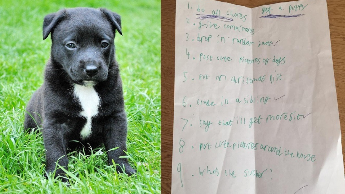 Illustration : "Ces enfants sont vraiment prêts à tout pour convaincre leur maman d'adopter un chien"