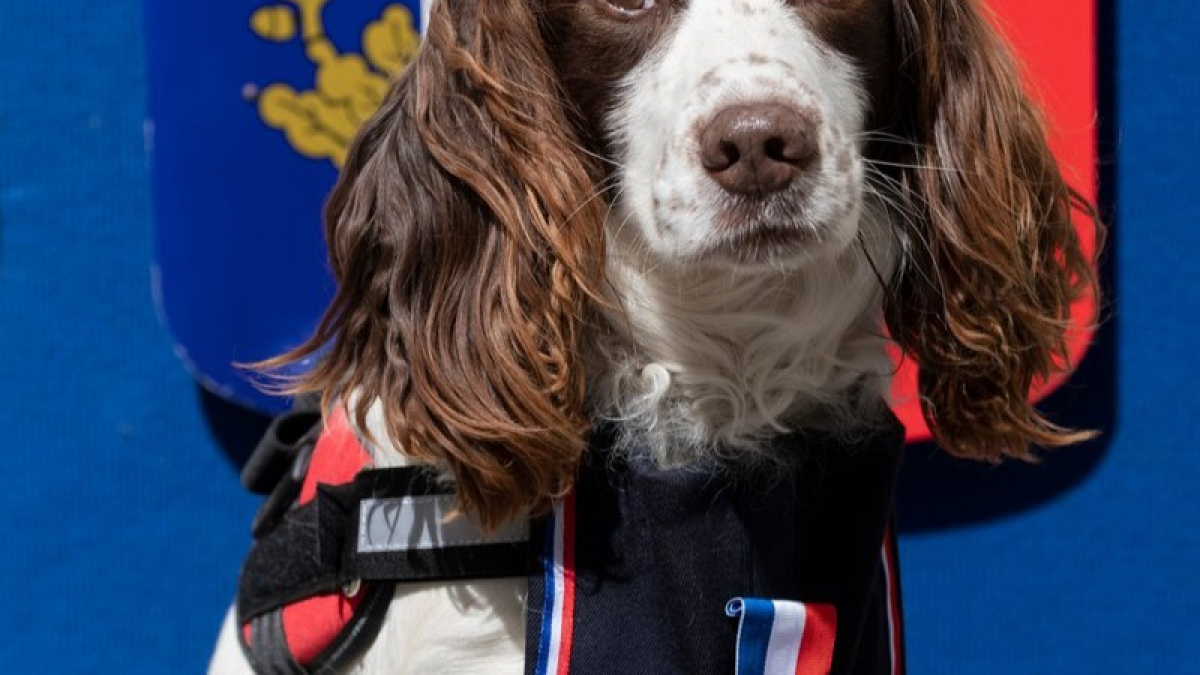 Illustration : "Full, chien policier de l'Hérault, reçoit une médaille"