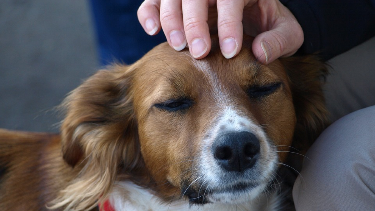 Illustration : "6 idées pour embellir la vie de votre chien"