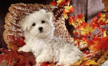 Illustration : "11 informations que vous ignoriez peut-être sur le Bichon Maltais"
