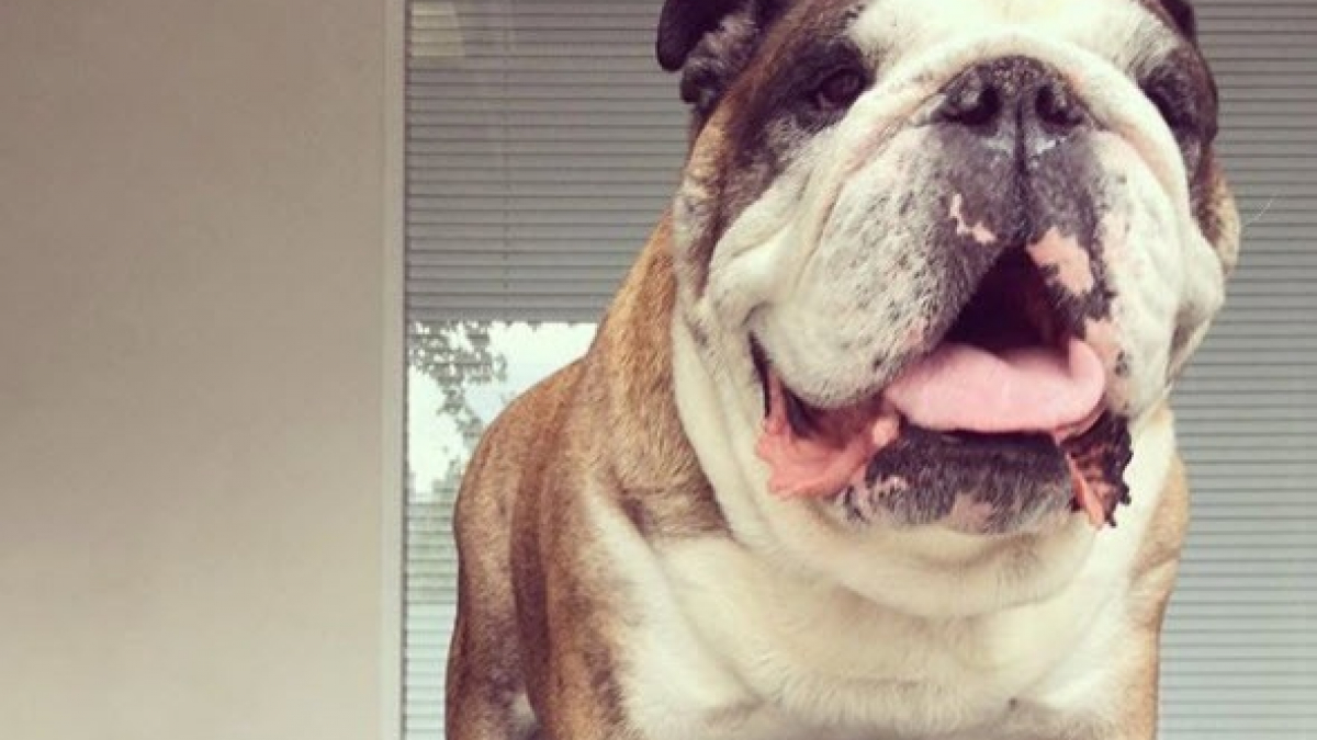 Illustration : "Sur Instagram, Florence Foresti rend un émouvant hommage à son chien Bernie"