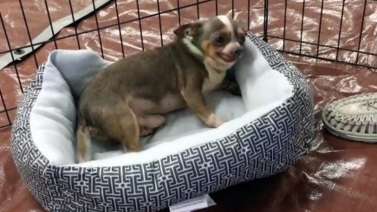 Illustration : "Ce Chihuahua sauvé d'un élevage n'en revient pas d'avoir un panier pour dormir (Vidéo)"