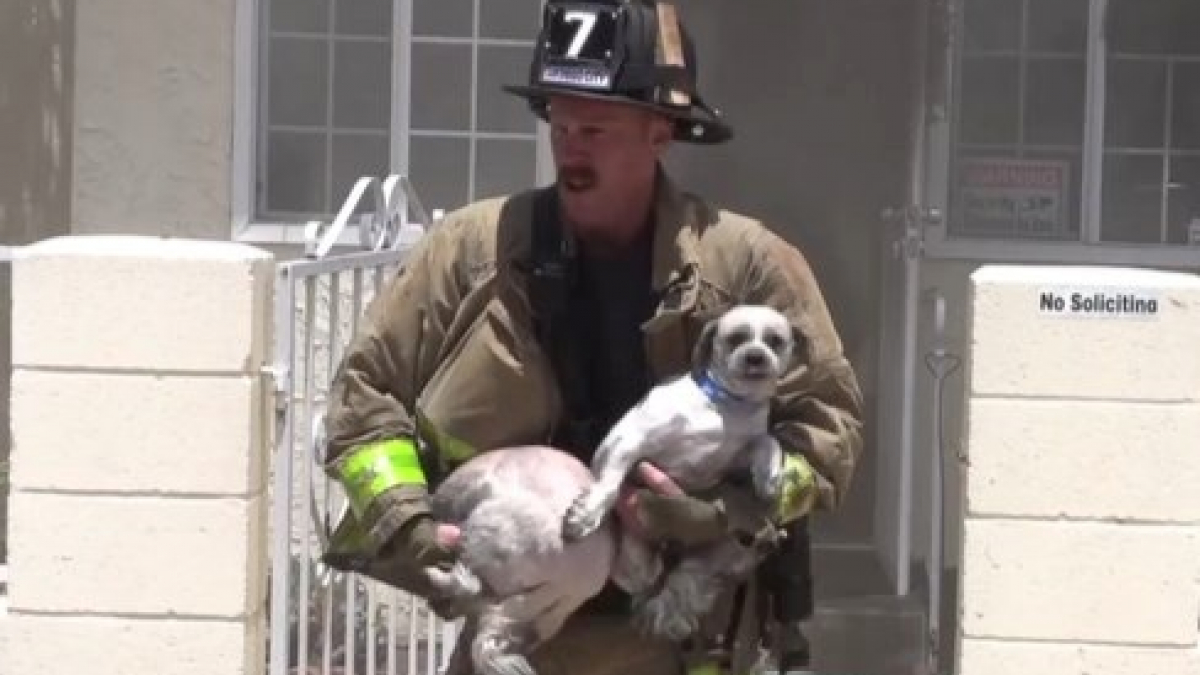 Illustration : "Un pompier n'hésite pas à braver les flammes pour sauver 2 chiens (Vidéo)"