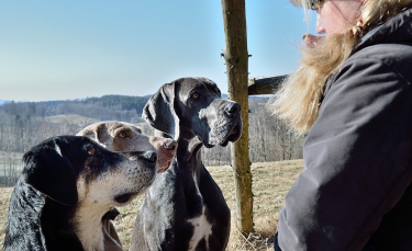 Illustration : "8 questions à poser pour choisir le meilleur dog sitter "