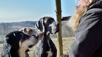 Illustration : 8 questions à poser pour choisir le meilleur dog sitter 