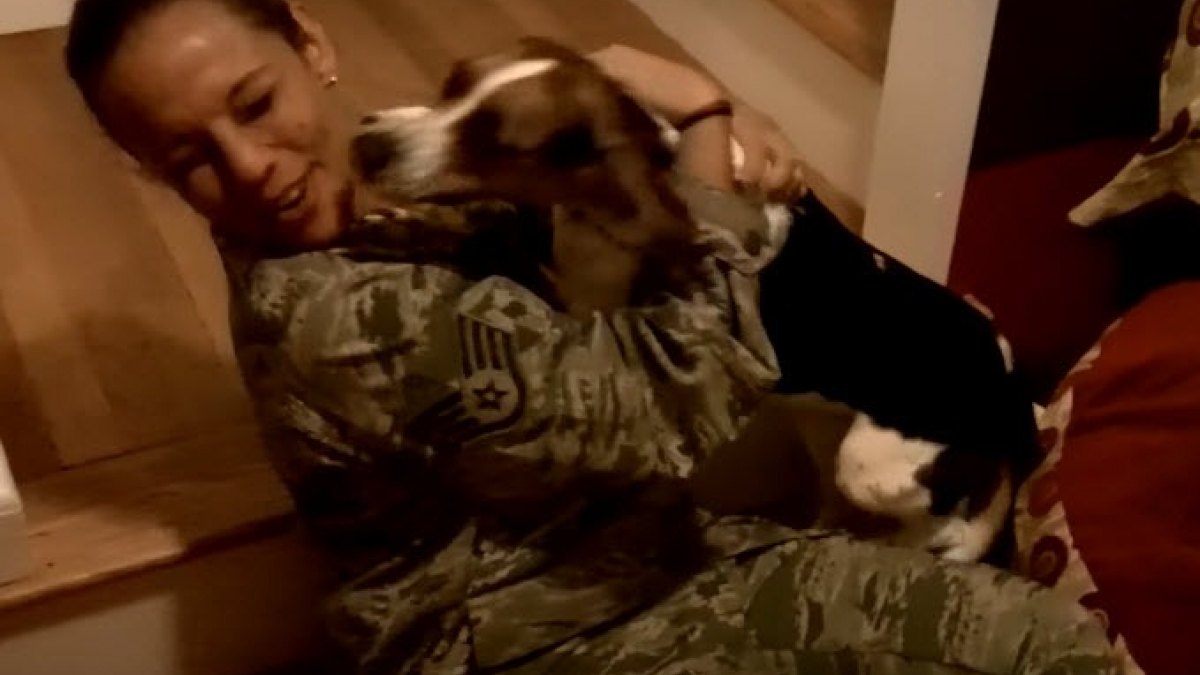 Illustration : "5 scènes de retrouvailles entre des Beagles et leurs propriétaires militaires (vidéos)"