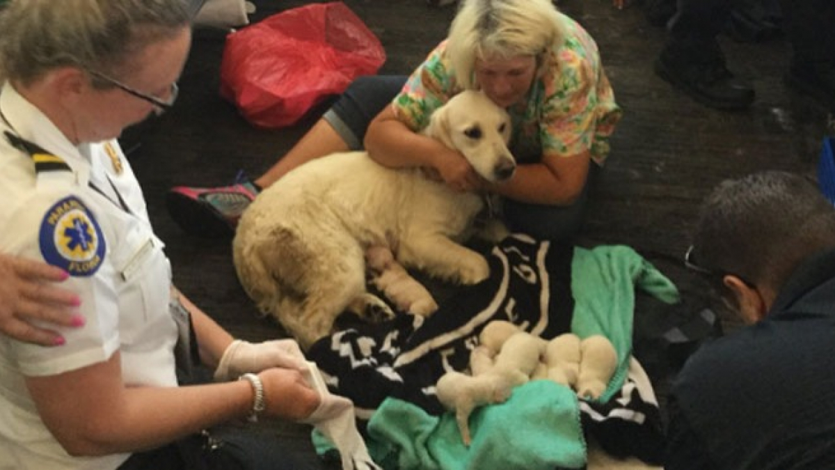 Illustration : "Une chienne donne naissance à 8 chiots dans le terminal d'un aéroport"