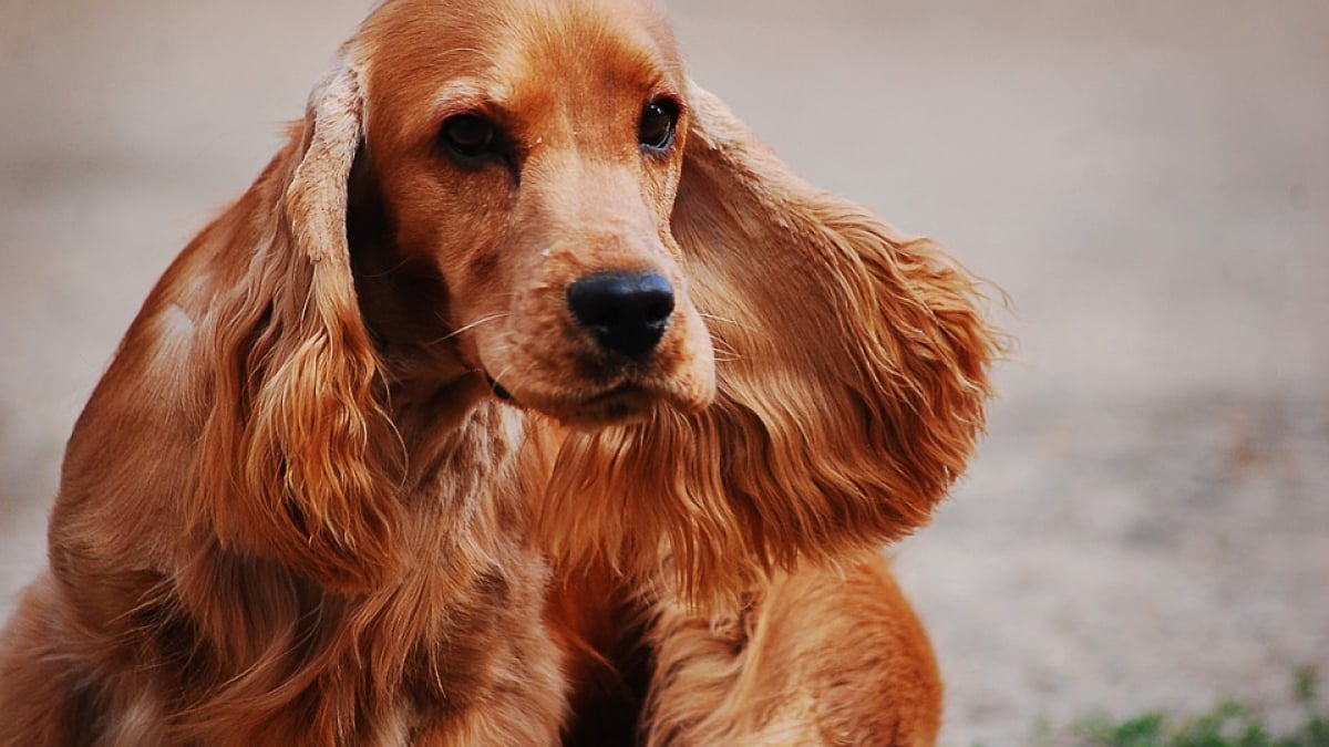 Chien qui sent mauvais : que faire ?