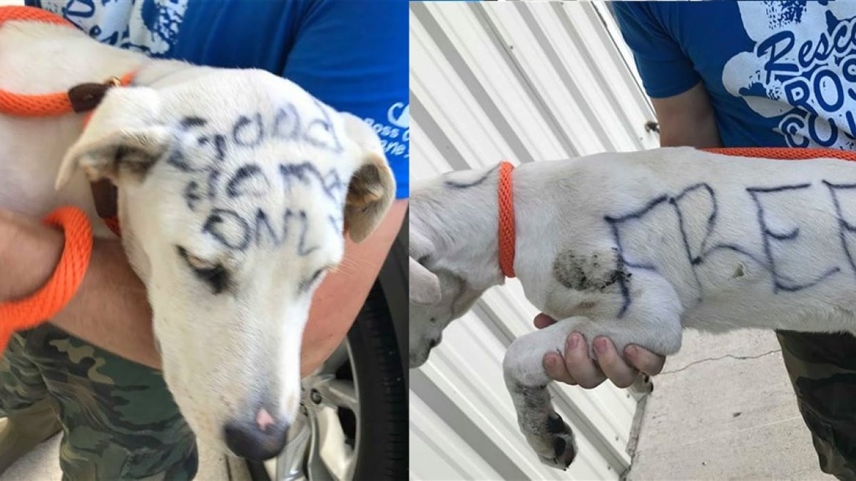 Illustration : "Un chien abandonné, avec des inscriptions au marqueur sur le corps, finalement adopté"