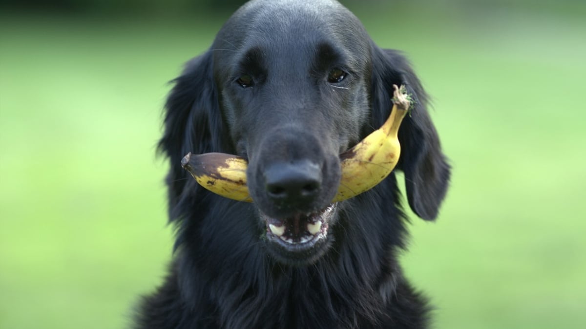 Illustration : "14 fruits et légumes que votre chien adorera"