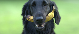 Illustration : "14 fruits et légumes que votre chien adorera"
