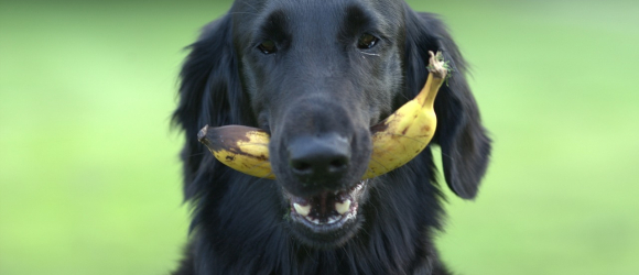 Illustration : "14 fruits et légumes que votre chien adorera"