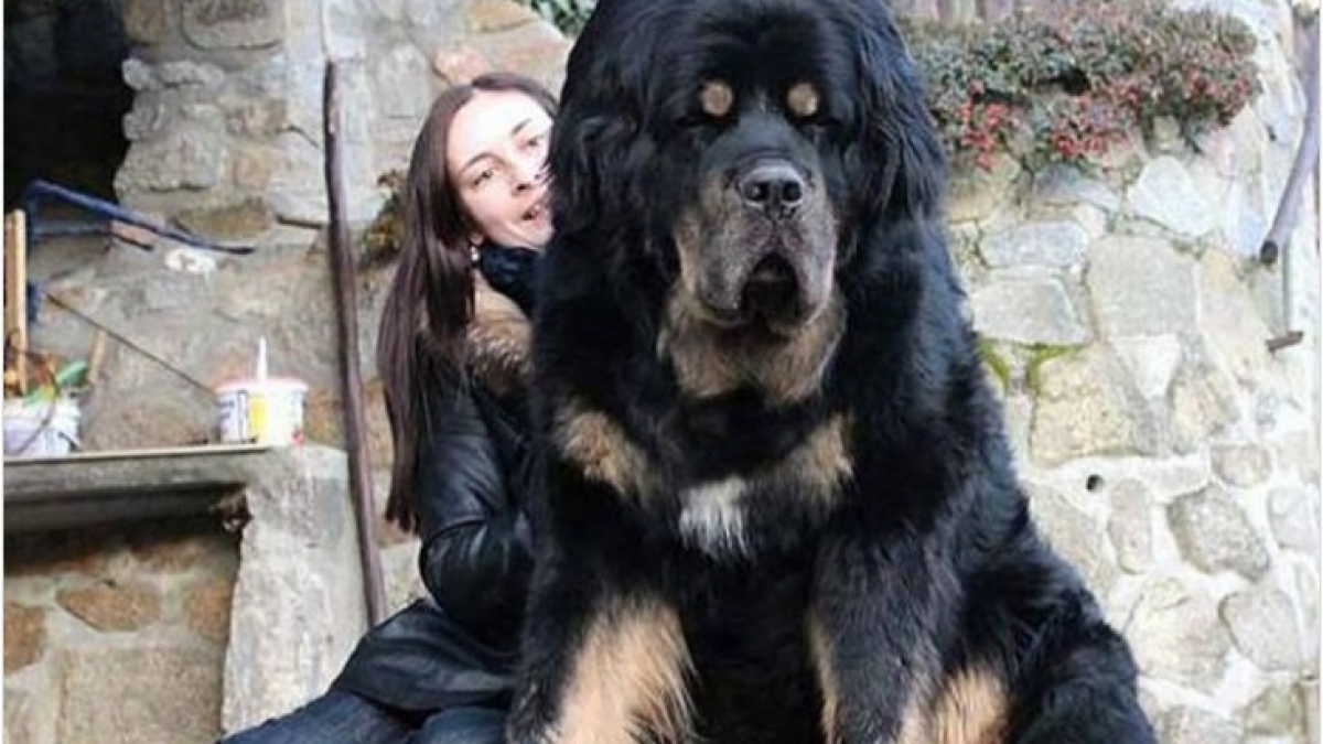 Illustration : "15 chiens qui ignorent à quel point ils sont grands"