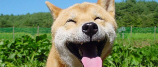 Illustration : "15 photos qui prouve qu'avoir un Shiba vous rend la vie plus belle"