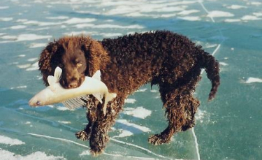 Illustration : "15 races de chien qui se sentent comme des poissons, dans l'eau"