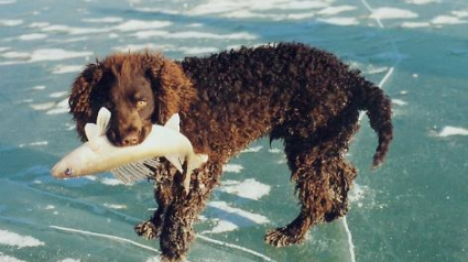 Illustration : 15 races de chien qui se sentent comme des poissons, dans l'eau
