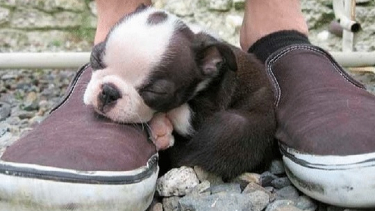 Illustration : "17 photos attendrissantes de chiens pour qui le meilleur oreiller reste une paire de chaussures !"
